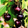 Drzewka owocowe - czerenie