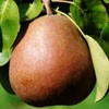 Drzewka owocowe - grusze