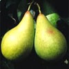 Drzewka owocowe - grusze