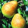 Drzewka owocowe - grusze