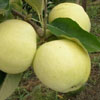 Drzewka owocowe - jabonie - OLIWKA ӣTA