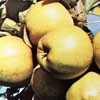 Drzewka owocowe - jabonie