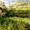 Centrum Ogrodnicze Wrocaw | Galeria Zdj | rodki ochrony rolin, nasiona, cebulki