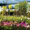Centrum Ogrodnicze Wrocaw | Galeria Zdj | roliny ozdobne, ziemia ogrodowa