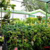 Centrum Ogrodnicze Wrocaw | kiwaty, roliny, nawozy