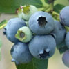Krzewy owocowe - Borwka BLUECROP