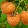 Krzewy owocowe - Malina PORANNA ROSA